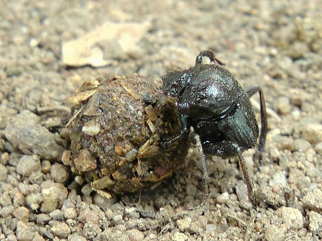 Dung Beetles