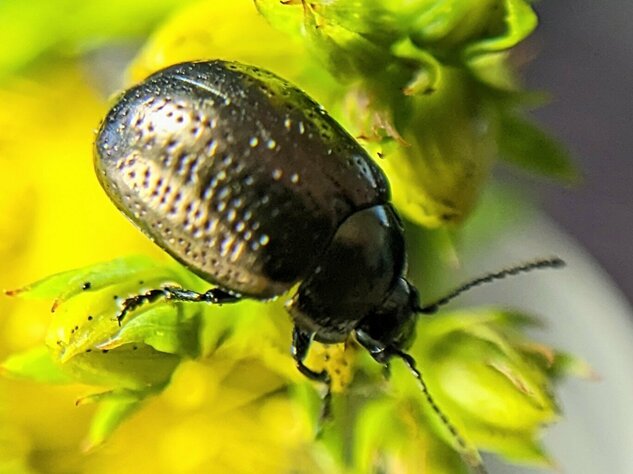 Weed Biocontrol Insects